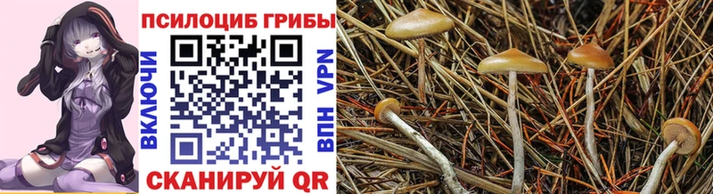 Галлюциногенные грибы Psilocybine cubensis  OMG онион  Щигры 